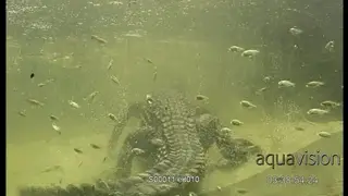 Adult Nile Crocodile submerged, standing and looking, MWS.