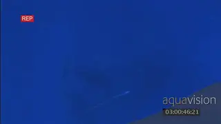 Humpback whale calf swimming down to the mother UW