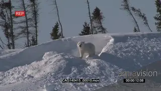 Polar Bear cub outside winter den playing with snow scouting around investigating area