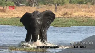 Young bull splashing and playing in water in the Okavango Delta
