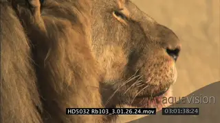 African Lion adult male looking at; CU