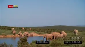 African Elephant Herd Drinking Water while some are Grazing