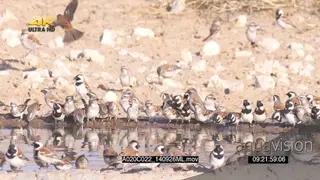 Flock of Cape Sparrows Social Weavers flying around drinking at waterhole
