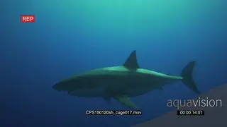Great White Shark, scuba divers in cage MWS PAN PROFILE