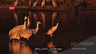 Sandhill Cranes walking and looking around in river MWS PAN SLOWMO