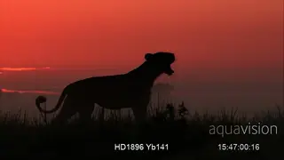 A Scenic Silhouette Shot of a female standing, stretching and yawing on a reddish…