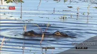 American Alligator going for the small tree branch.