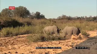 White Rhino bulls fighting dry riverbed MS