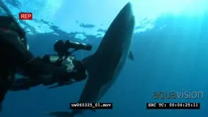 Tiger Shark swimming underwater in ocean biting bait line near filming divers and passing.
