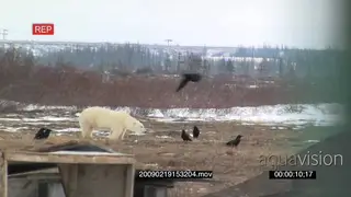 Polar bear encroaching human habitat due to diminishing wildlife environment searching.