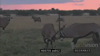 Gemsbok herd grazing at sunset, young male bulls sparring SUNSET