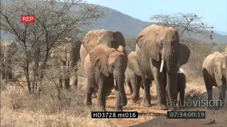 Herd of African Elephants with Matriarch and young calves walking past camera AmCam