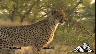 Royalty Free : Cheetah hunt Impala antelope