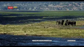 A Herd of African Elephants and calfs walking and drinking water on a flooded Grassland WS