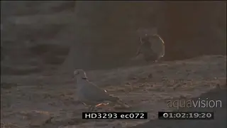 Cape Turtle doves at Elephants feet, in Golden Light MS