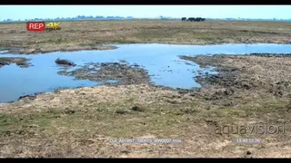 Hippo making fart bubbles splashes in the water, elephants herd walking in distance