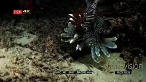 Close up shot at night of a lionfish hunting