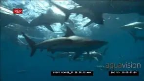 Blacktip Sharks feeding frenzy UW