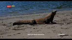 CU Komodo Dragon sitting looking around GENERAL BEHAVIOUR