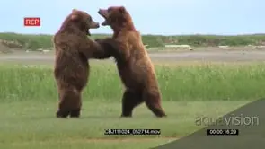 [2] Male Brown Bears fighting and foraging together GENERAL BEHAVIOUR