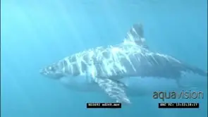 Great White Shark swimming underwater towards and passing by camera LS HAND