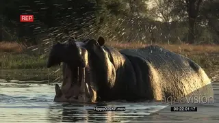 Bull hippo charging towards camera MWS