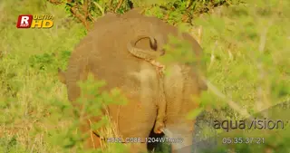 White rhinoceros back view, standing, feeding on grass and urinating.