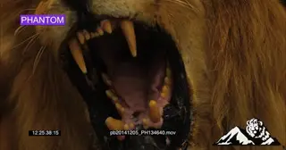 Male African Lion snarl angrily CU SLOW MOTION
