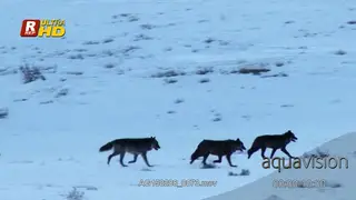 A pack of Arctic wolves running around, scouting and patrolling around. PAN, dawn.