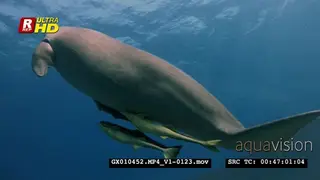 Reveal shot of a sleeping dugong that wakes up and swims to the surface to breathe