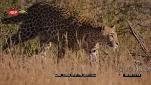 Tracking shot of a leopard listening and walking on a hunt