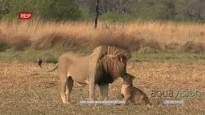 Male lion standing and interacting with Cubs