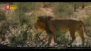 Close tracking shot of a male lion shaking its black mane and walking off to scent his.