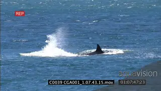 Killer whale Orca chase and is hunting elephant seal returning to the beach WS