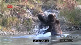 Grizzly Bears fighting in water