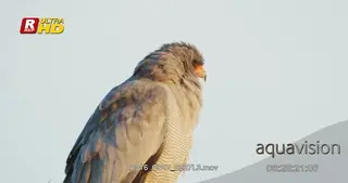 MWS of Pale chanting goshawk perched on a tree branch and foraging from a high angle.