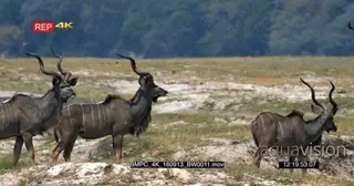 Three male greater kudus with their majestic horns Standing Alert and walks on the.