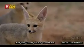 Close up shot of juvenile cape fox out of its burrow after rain