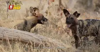 Three bloody adult African Wild Dog sitting, looking around and feeding on carcass remains.