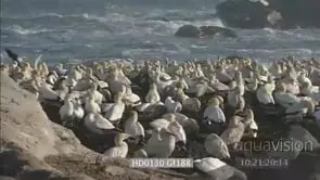 Cape Gannets resting nesting others flying overhead