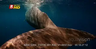 An adult sperm whale swims towards the camera mouth open sensing the area around it turn.