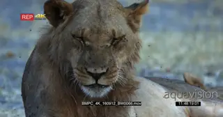 Lioness covered with swarm of flies flying around the face and feeds on them and flicking.