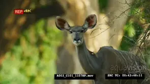 Greater kudu standing looking at camera and grazing