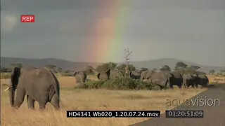 African Elephant herd and calves walking on bushveld with rainbow visible in background.