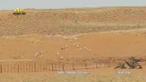 Goats Walking and Grazing across the Desert