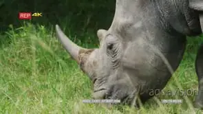 Close side view shot of rhino's head grazing