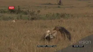 Male Lion laying down self grooming