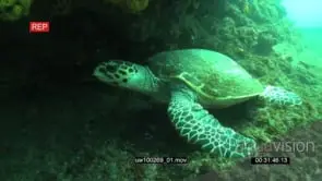 Hawksbill Sea Turtle moving underwater in ocean deep MLS PAN HAND