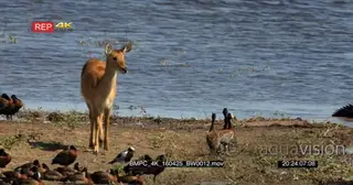 Red Lechwe walking searching for food with A Flock of Egyptian Goose laying and walking.