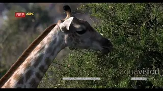 CU of giraffe's head and neck feeding on tree leaves